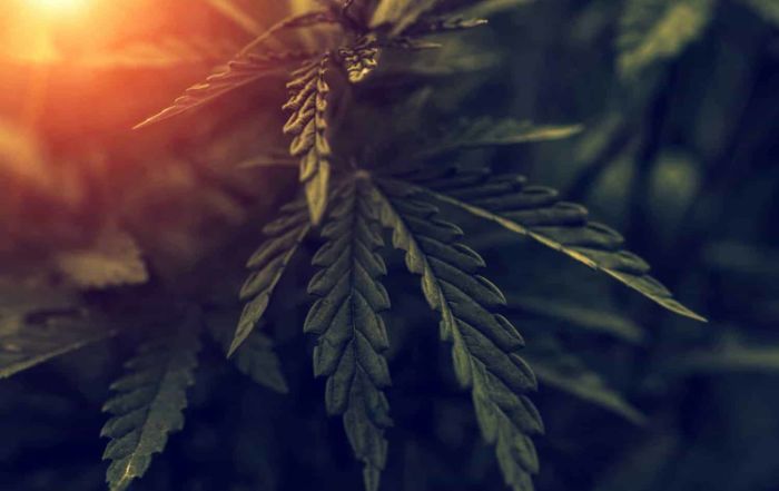 CBG Cannabigerol