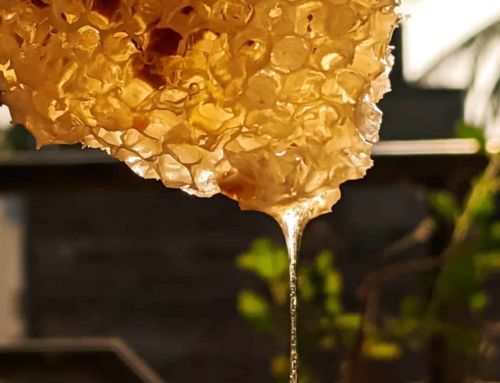 Wie lagert man CBD-haltigen Honig?