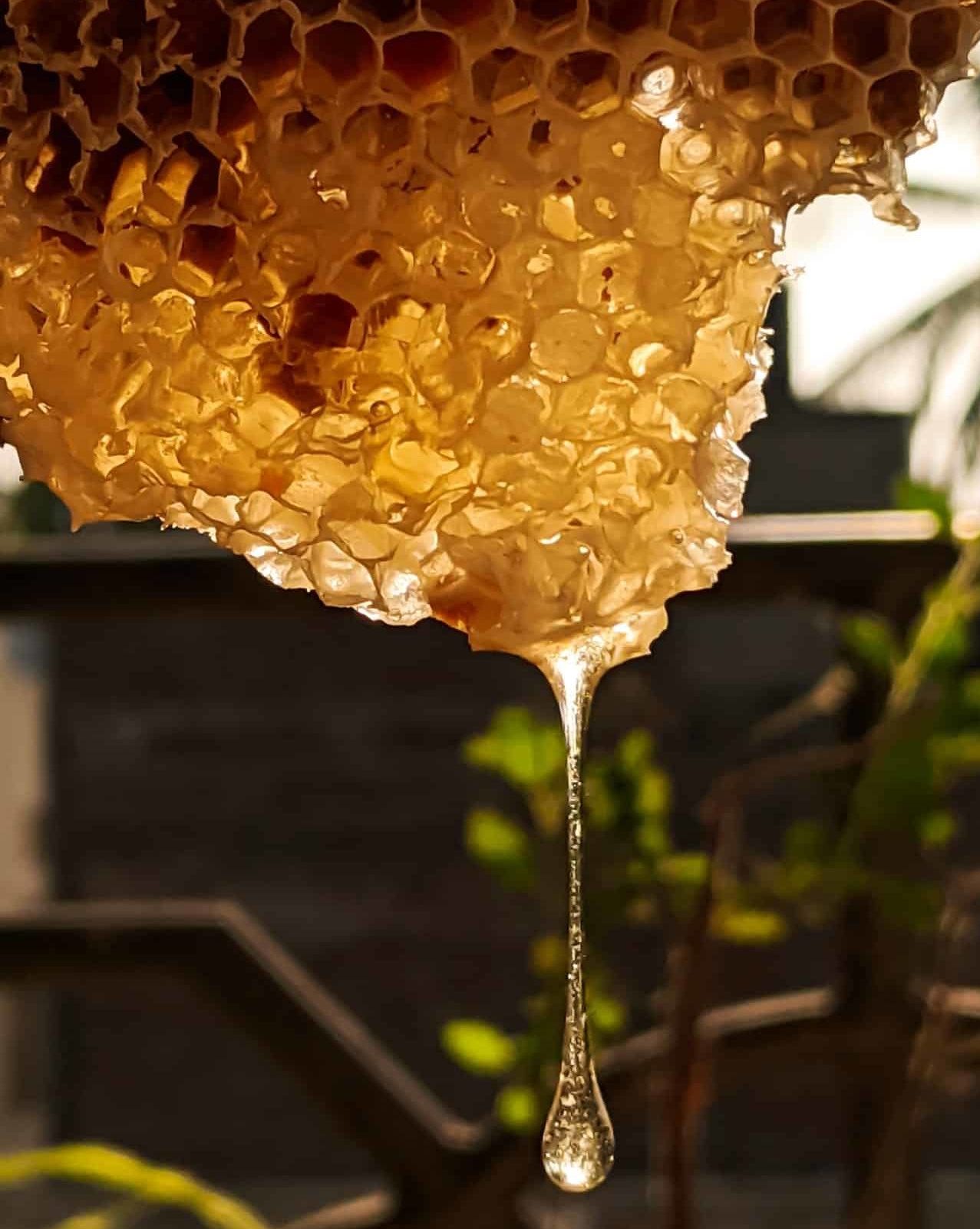 Wie lagert man CBD-haltigen Honig?